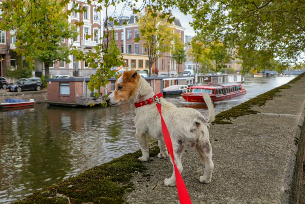 Dog Leash for Small Dogs