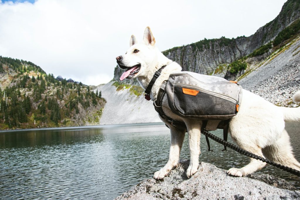 Dog Leashes For Hiking