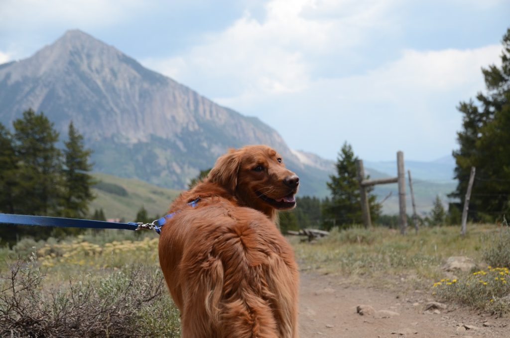 Best Dog Leash For Hiking
