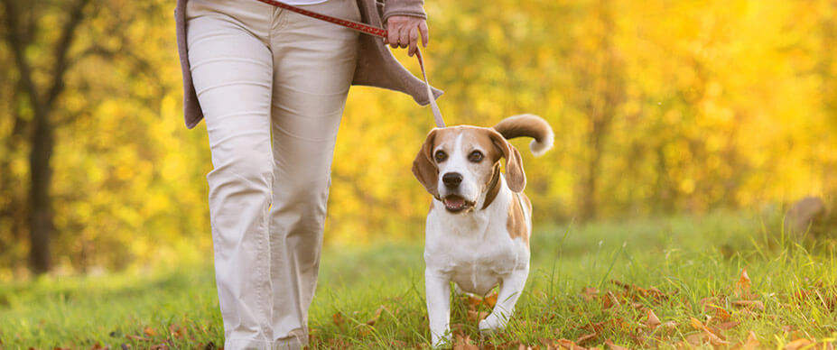 how to walk a dog without a leash