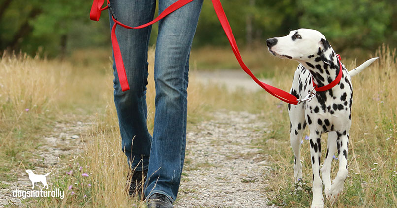 Train dog to walk on a leash without tugging