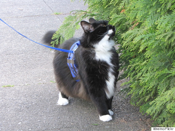 can you use a dog leash on a cat