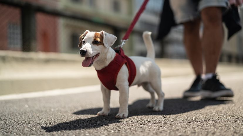 how to put dog leash