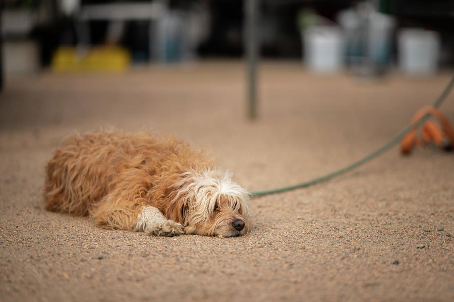 dog leash in ground