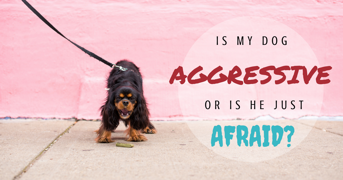 What Are the Symptoms of a Dog That is Aggressive on Leash?