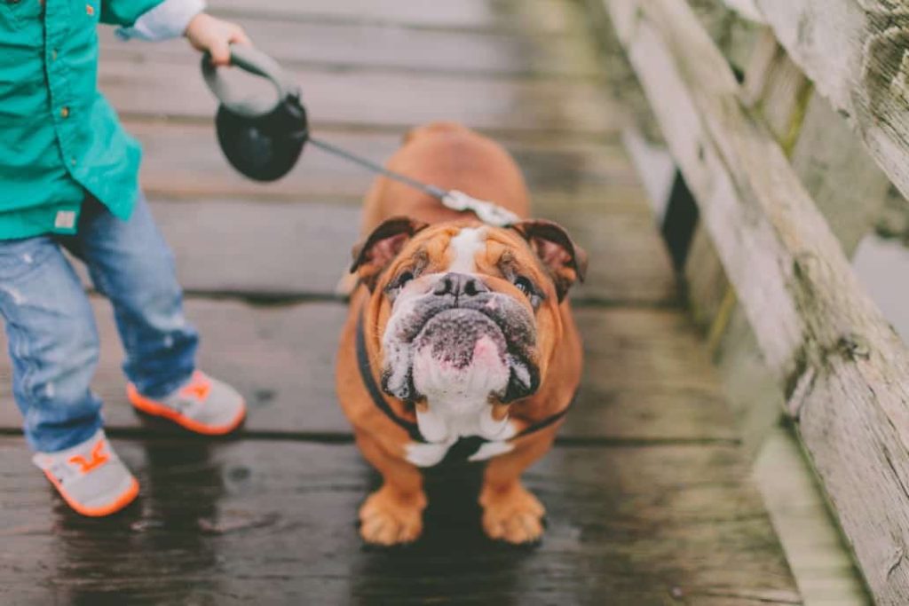 led dog leash